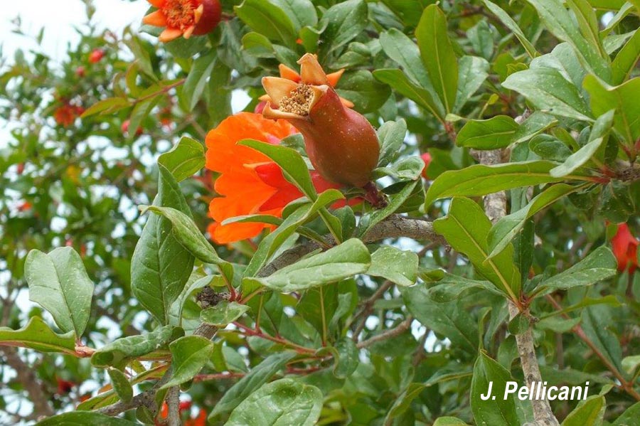 Punica granatum